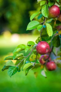 photo of apples on a tree