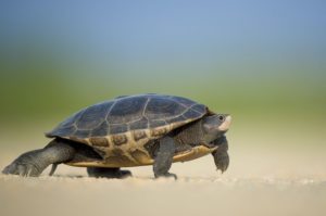 photo of a tortoise