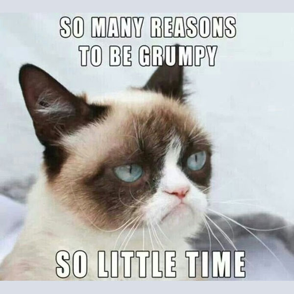Photo of grumpy cat